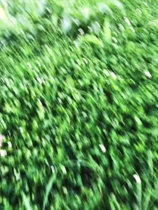 人世间最好的相遇不是在路上而是在心里 #萌宠 #毛孩子的日常 #萌宠出道计划 #牵引绳