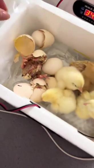 孵化器孵蛋器家用孵化机水床孵化鸡鸭鹅智能自动控温小鸡恒温便宜#强烈推荐#好物分享#上热门