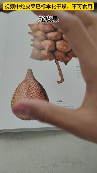 今天来看看蛇皮果(标本),棕榈科植物。图中蛇皮果是标本化的(已经干燥的)!不可食用。新鲜时是一种好吃的水果,因为外表像蛇的鳞片,所以叫蛇皮果。#植物种子#蛇皮果