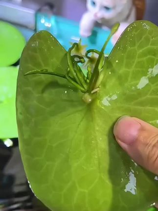 #鱼缸里的大自然 #养鱼日记 #水培植物#一叶莲 #生态缸