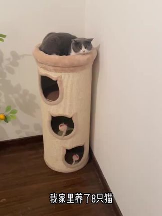 趁现在有活动,养猫家庭真的可以备一个#淘豆玩国