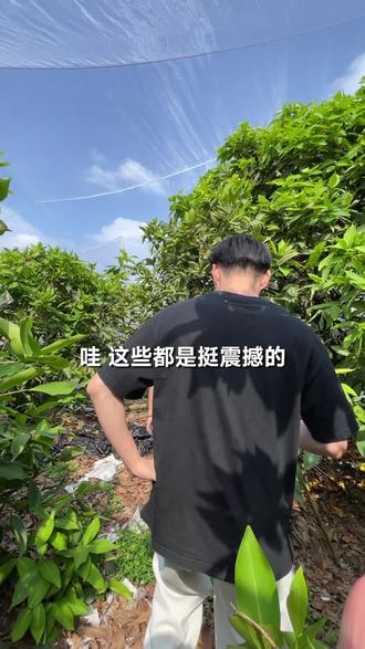 莲雾老树猛猛挂果!源产地甄选系列之—泰国黑金刚莲雾
不是只有泰国的莲雾好吃
咱大中国一样出好果
华侨农场这个风水宝地
有一大批宝藏老莲雾园
#黑金刚莲雾#新农人#水果#汕尾#汕尾华侨农场管理区