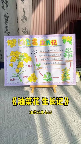 植物自然笔记油菜花生长记录手抄报模版线稿 春天一起来做#自然笔记手抄报,#油菜花生长记录手抄报,植物生长过程是一场奇妙的旅程,也是一部关于生命的诗篇!#植物成长日记#植物观察日记