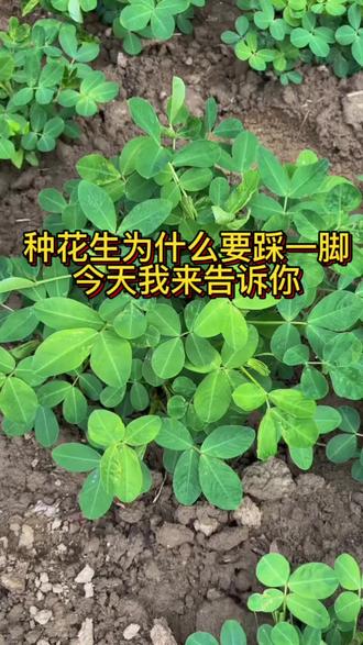 种花生为什么要踩一脚#花生种植技巧 #花生高产管理方法 #农业种植干货分享