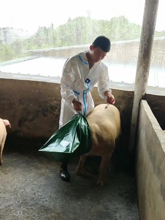 【猪大师推荐】新款透气猪头套 安全 套猪神器,赶猪,打针更方便 #套猪神器 #赶猪工具 #透气猪头套