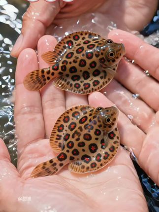 #鱼缸清洁#爬岩鳅 #水族爱好者 #观赏鱼 #养鱼日记