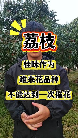 桂味催花#l荔枝种植#荔枝种植管理技术#果园管理