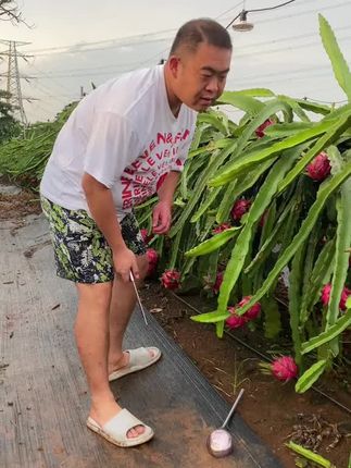 #火龙果