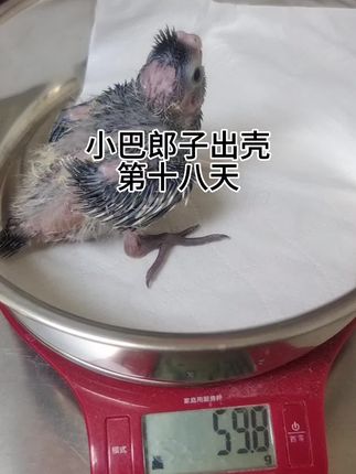 小巴郎子出壳第十八天 玄凤鹦鹉#零天手养玄凤鹦鹉 #人工孵化玄凤鹦鹉 #手养鹦鹉 #零天手养鹦鹉
