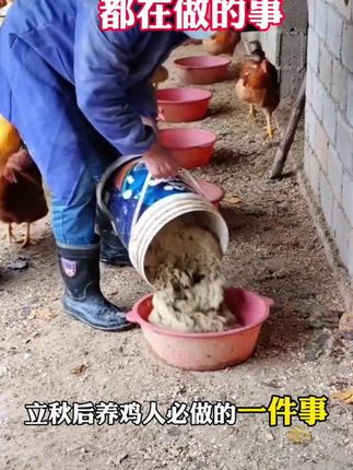 #三农养殖 #鸡鸭鹅养殖 #养殖人加油 #农村散养土鸡 #家禽养殖