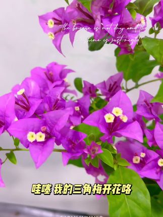 雪紫三角梅勤花不易落花的一个品,美翻了#花卉绿植 #养花人的乐趣 #日常分享 #养花