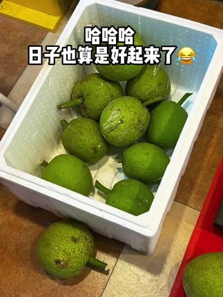 被海南朋友按头安利的“天然面包”!把沉甸甸的面包果切块蒸熟,果肉会从硬实变得粉糯,撕着吃有淡淡的谷物香,配炼乳是奶甜党福音,蘸辣椒盐又秒变咸香小食,一个就能吃饱,再也不用纠结早餐吃什么~#口感特别好 #应季水果 #优质水果 #面包果