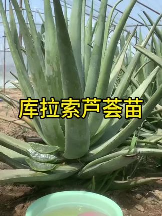 #库拉索芦荟苗 #芦荟灌肤 #芦荟护肤 #可食用芦荟 #芦荟的功效和作用