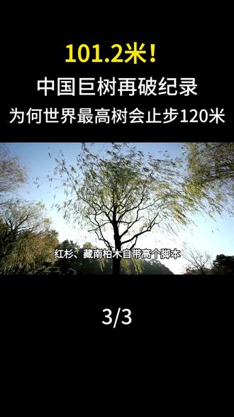 101.2米!中国巨树再破纪录 为何世界最高树会止步120米?