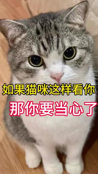 如果猫咪这样看你,那你要当心了#养猫人 #猫咪 #科普知识#萌宠