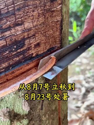 橡胶树科学管理方案黄金组合营养增胶,修复死皮增加产量,防止早衰