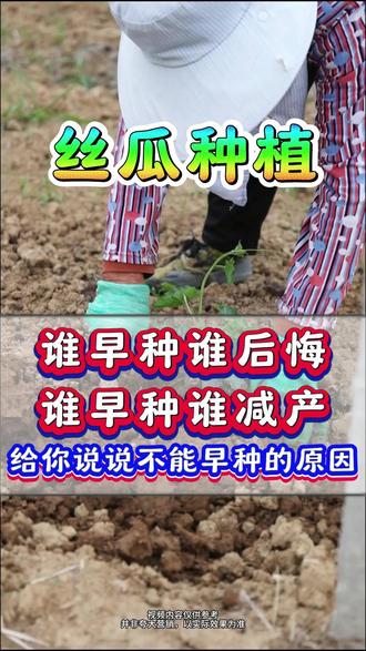 今年丝瓜不能太早种,谁早种谁后悔,谁早种谁减产! #丝瓜种植 #种丝瓜 #丝瓜种植技术 #丝瓜高产#丝瓜增产#增产增收才是硬道理 #土壤活化剂#底肥 #底肥宝
