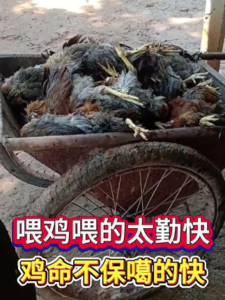 喂鸡喂的太勤快,鸡命不保嘎的快!#养鸡 #养鸡人 #养鸡小妙招