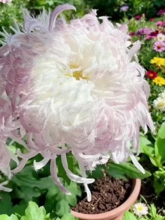 最美的菊花🌼