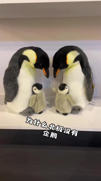为什么北极没有企鹅?#国家地理经典影像大展 #企鹅