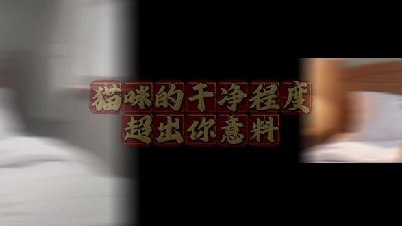 你是不是总以为猫咪很脏,不爱干净