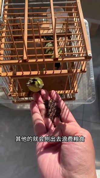 黄鸟如何饲养 #黄雀 #黄鸟 #饲养