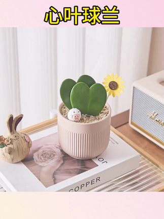 #心叶球兰两片心盆栽 #办公室桌面绿植 #耐旱好养室内植物 心叶球兰两片心盆栽办公室内桌面绿植耐旱好养植物#爱心叶网红绿植 #新手易养绿植盆栽