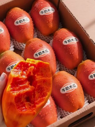 红心牛奶木瓜!!新鲜甜蜜的红心牛奶木瓜~圆润饱满,轻轻剥开果肉红到像自带滤镜🤩咬下去清甜如蜜还超水润,自然奶香萦绕舌尖,连皮都薄到可以忽略!轻咬一口,细腻软糯果肉在嘴里化开甜度恰到好处,既不会甜得发腻,又能让每一个味蕾都沉浸在甜蜜之中!还没吃过的一定要买来尝尝!#谁懂这一口的好吃程度 #红心木瓜 #牛奶木瓜 #木瓜#我在抖音发笔记
