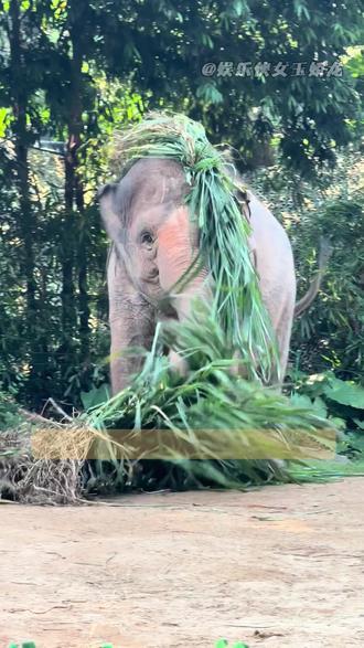 怪不得有个词叫抽象 #玛利亚 #大象 #长隆野生动物园 #亚洲象