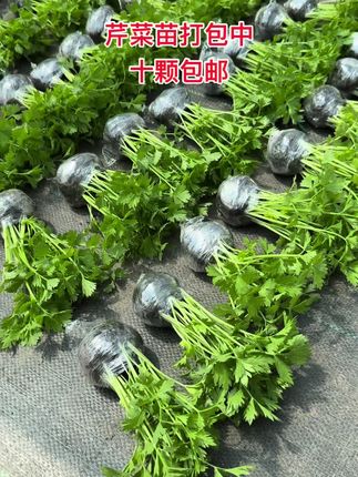芹菜苗栽培季.秋季芹菜苗带土球发货、#种植蔬菜 #高产 #芹菜苗基地 #芹菜苗