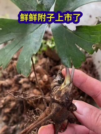 #家庭种植 #山货 #草本植物 新鲜现挖现发付生泥附子片种球川乌头种苗乌头蜜原料