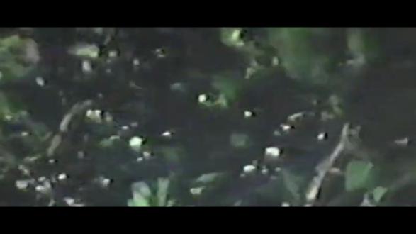 从1983 到 2026,从1颗-158 万亩硕果! 聚势共赢!3月6日-7日,2026 蓝莓全产业链博览会全新迭代来袭#蓝莓 #2026蓝莓全产业链博览会 #云南 #中国蓝莓