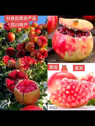 正宗四川会理突尼斯软籽石榴新鲜应季水果现摘现发甜多汁#美食#好吃到停不下来