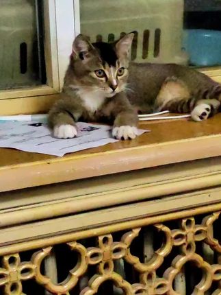 #猫咪 #养猫人#正能量#萌宠 #小奶猫 #内容过于真实
