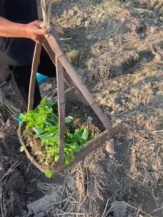 #三农 #农业种植 #油菜种植