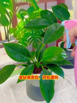 学会养金钻!#金钻营养液 #大叶金钻盆栽 #大叶金钻 #金钻绿植 #金钻养护