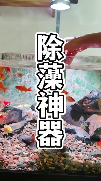 30秒就能解决鱼缸褐藻丝藻绿藻的问题 直接滴几滴这个到鱼缸里就行了!#养鱼经验分享 #水族用品 #鱼缸除藻 #鱼缸爆藻