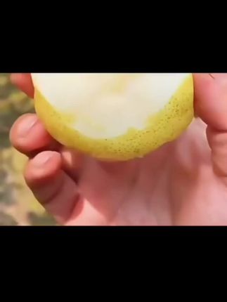 博望黄金梨应当季水果现摘现发皮薄肉厚脆甜多汁无渣纯甜雪梨5斤#快来一起尝个鲜 #新鲜采摘 #应季水果 #超级甜 #打开美好生活