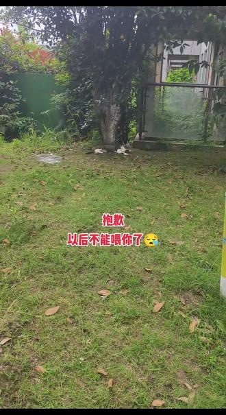 其实我也没有特意喂 只是偶尔看到了会给点,有时我家猫没吃完剩下的给它们,大部分时间都在垃圾桶找吃的,以后不能喂了,物业和小区业主都不允许#流浪猫也有生存的权利 #流浪猫到底该不该喂