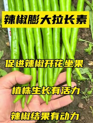 #辣椒#辣椒种植 #辣椒高产
