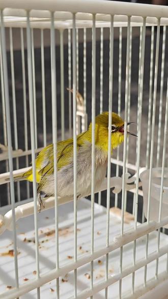 绣眼鸟冬天晒太阳#可爱萌宠 #宠物鸟