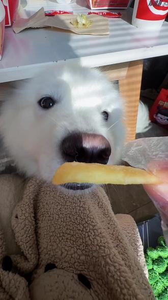 与薯条🍟的拉扯#馋狗 #萨摩耶 #养狗的乐趣