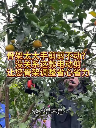 告别手动“啃”树枝!电动修枝剪轻松搞定粗枝硬枝#园林工具 #柑橘动力