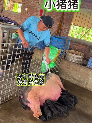#自繁自养 #养猪人 #自繁自养母猪 #母猪产仔#农村养猪人