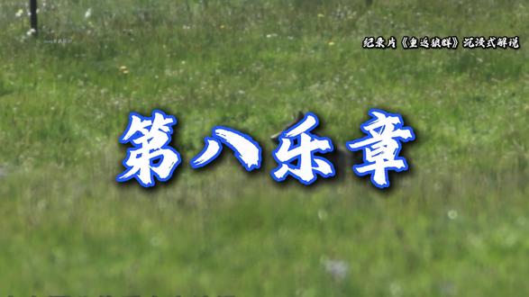 《 狼王史歌 第八集》守望与轮回 如果有来生,我愿再转世为狼,奔跑在没有猎枪的旷野,和你一起奔跑在天地之间。
风,会记住我,草原,会记住我。而你,我的人类妈妈,请你忘记我,好好生活!这也是所有狼的故事,也是所有在这个世界上努力活着、努力爱着的生命的故事。
#重返狼群 #格林 #狼王 #李微漪 #若尔盖