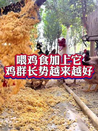喂鸡食加上它,鸡群长势越来越好 #三农 #养鸡指导 #鸡病防治 #科学养鸡 #农村土鸡