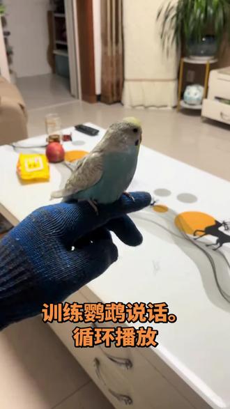 训练鹦鹉说话。循环播放此视频。