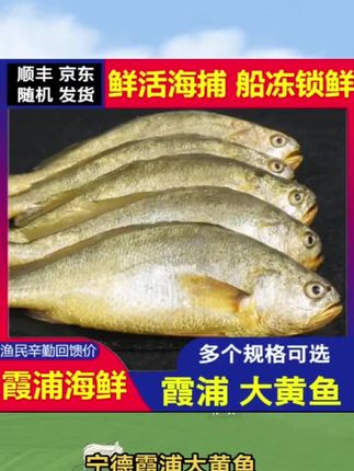 宁德霞浦大黄鱼 黄花鱼 新鲜 5斤4条/5条6条 可选#大黄鱼#黄花鱼