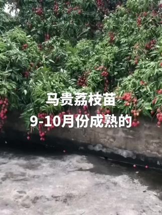 八月红荔枝苗也叫马贵荔,中秋节成熟品种#三农 #果树种植 #苗木种植 #果树苗 #助力三农