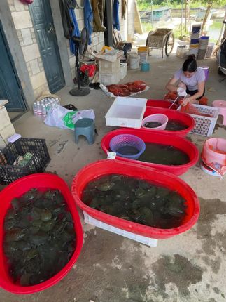 生态甲鱼苗到货,需要的点击小黄车购买下单,当天给你发货鲜活到家#甲鱼苗